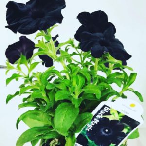 Poison Flower Gothic Botique